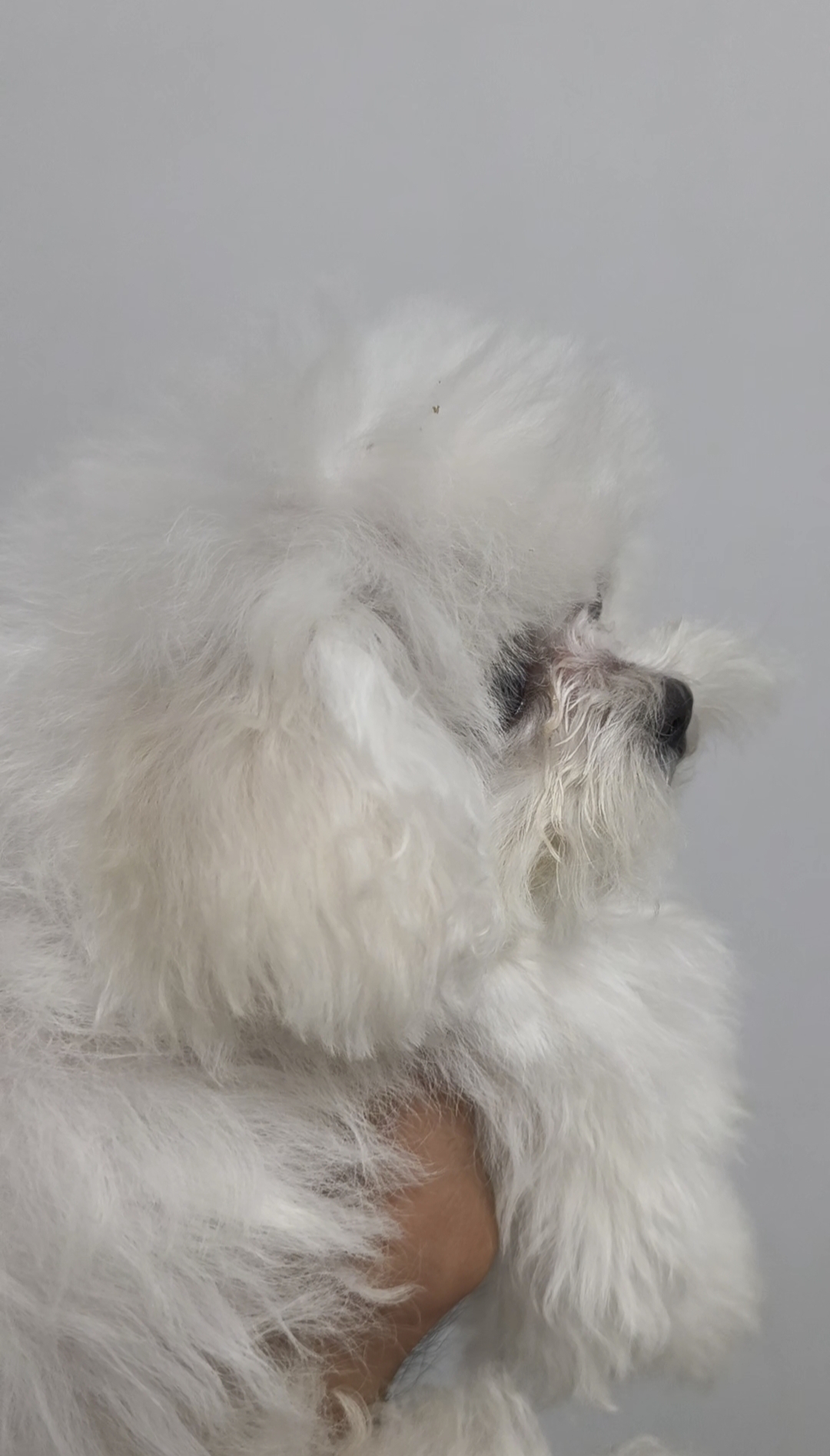 韩版比熊幼犬爆毛